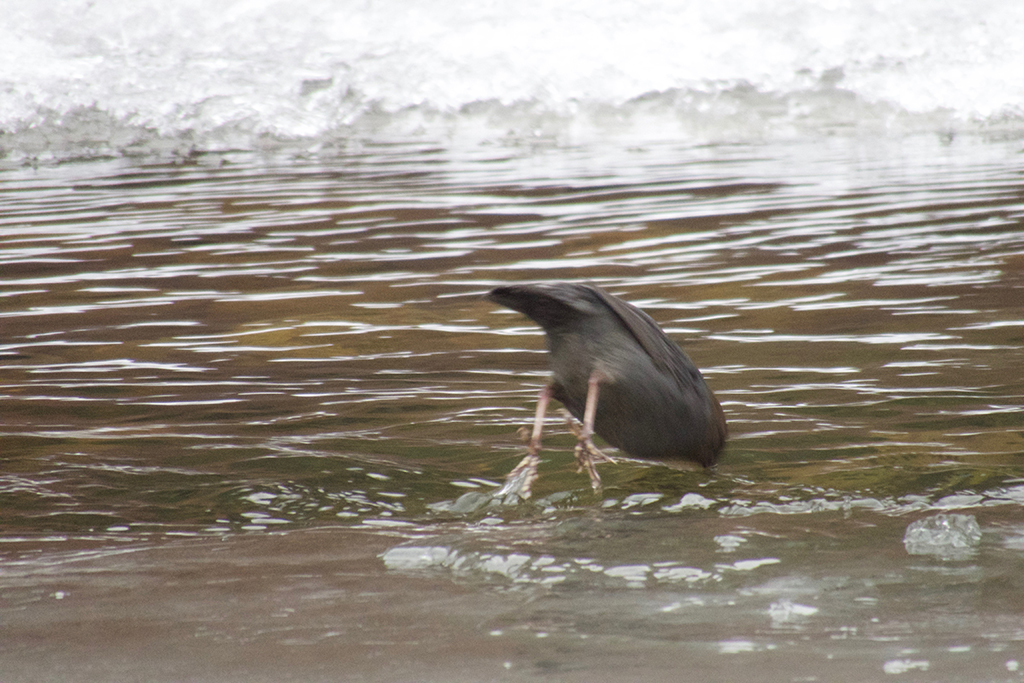 Dipper Diving