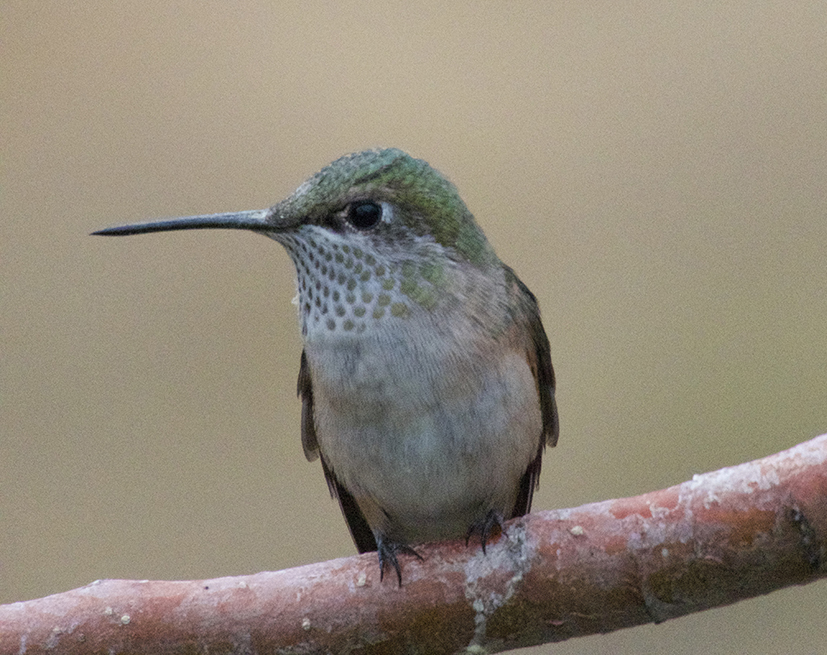 Small hummingbird on a branch