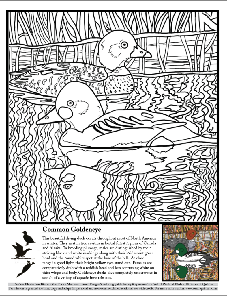 Common Goldeneye coloring page