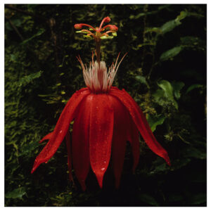 red passionflower vine