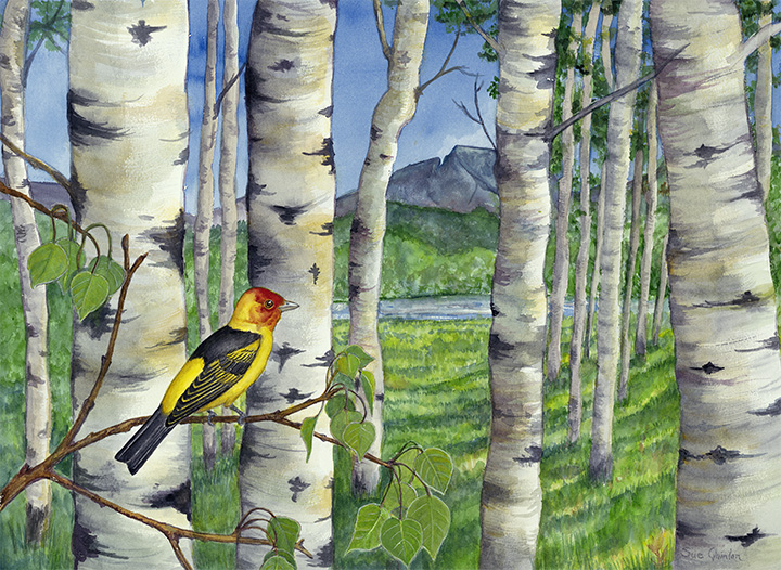 Western Tanager in an aspen grove