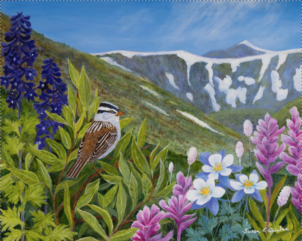 White-crowned Sparrow in a subalpine meadow