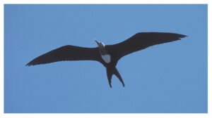 A Magnificent Frigatebird sails on the wind.