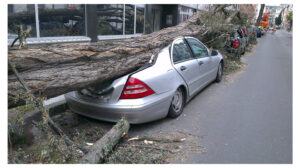 Car crushed by fallen tree