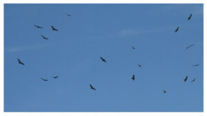A flock of turkey vultures rise into the sky on a thermal